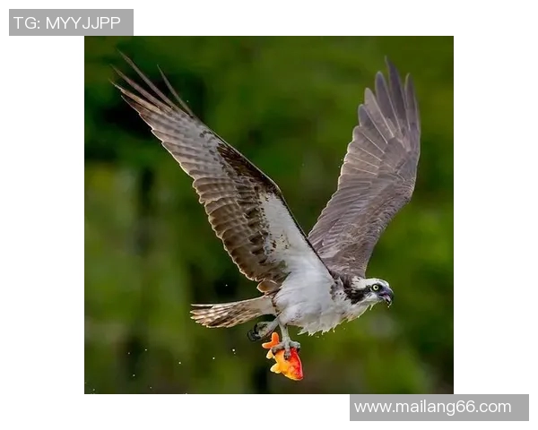 足球明星奔跑时的优雅姿态展现无与伦比的魅力与风采